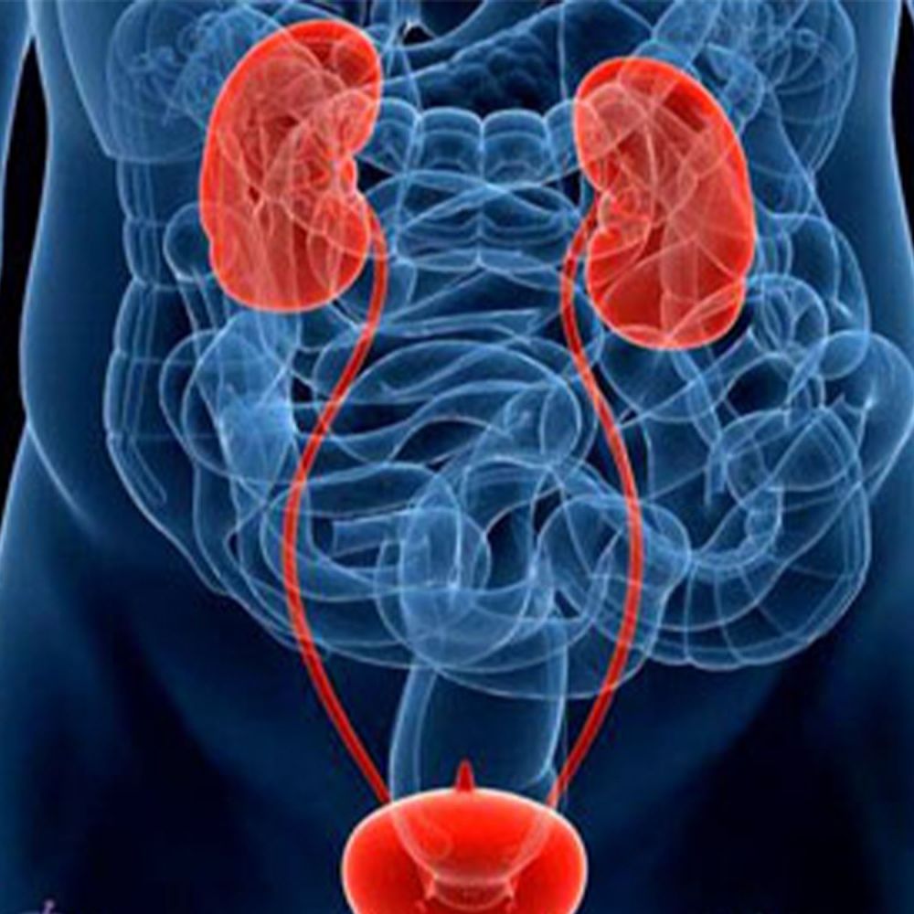 böyrək sidik axarı